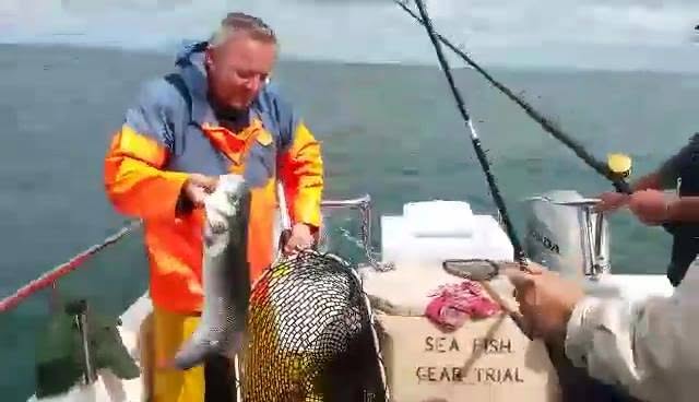 An angler in oilskins lifting a bass from the landing net
