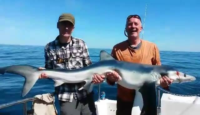 Two anglers holding a blue shark across the deck before release
