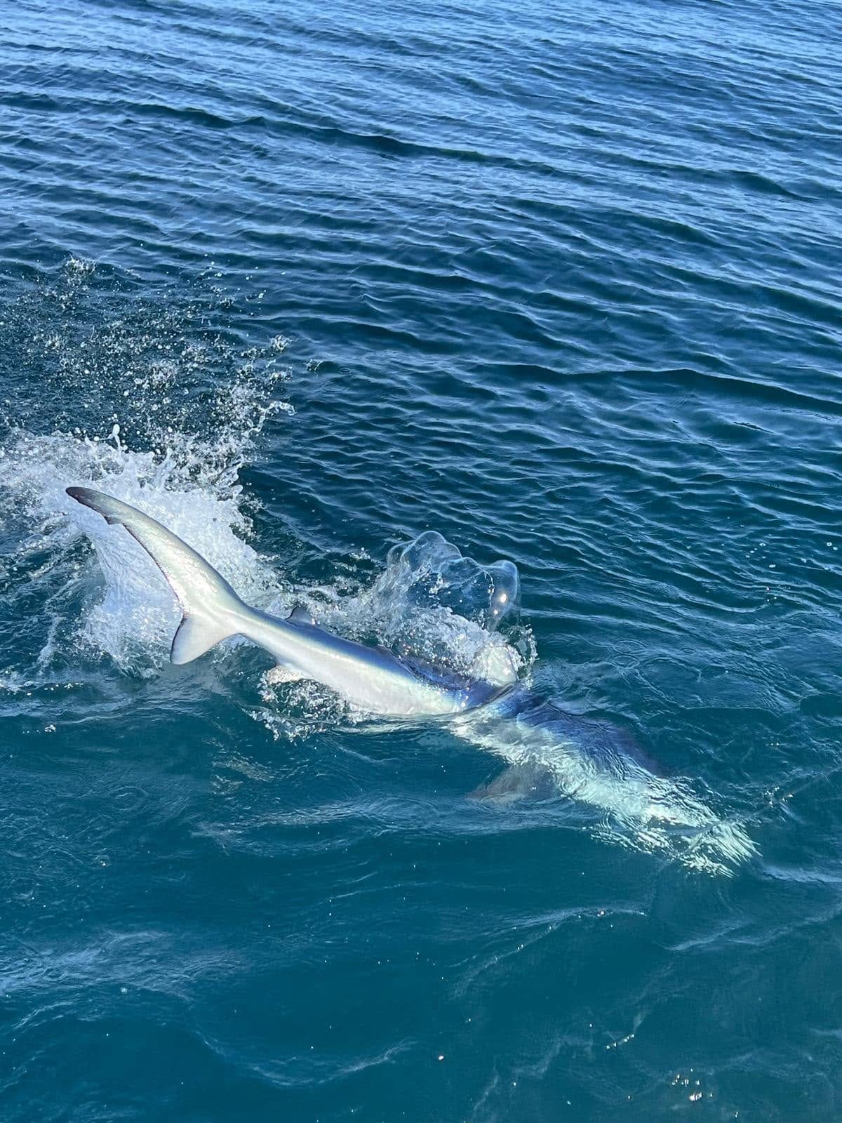 A tope thrashing on the surface in clear blue water beside the boat