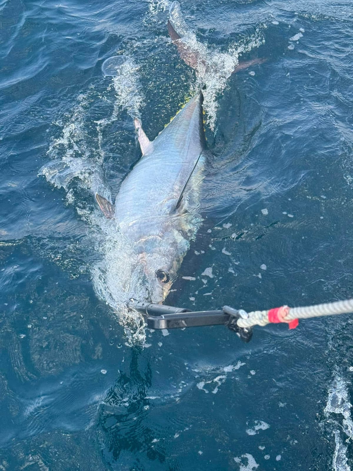 A bluefin tuna on the surface beside the boat, held on a lip grip ready for release