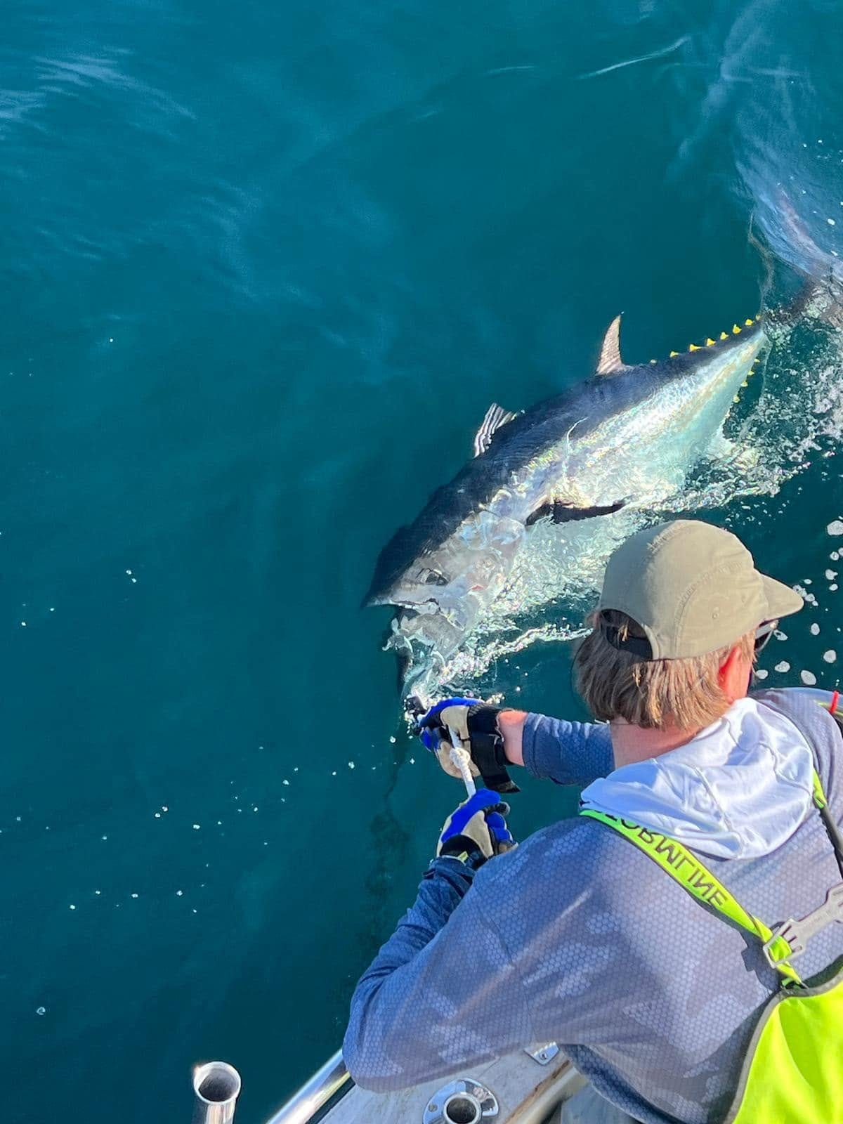 Looking down from the deck at a bluefin tuna being held alongside for tagging